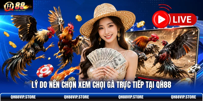 Lý do nên chọn xem chọi gà trực tiếp tại QH88